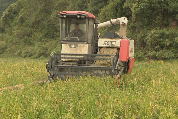 收割機忙著收割水稻。楊宇攝