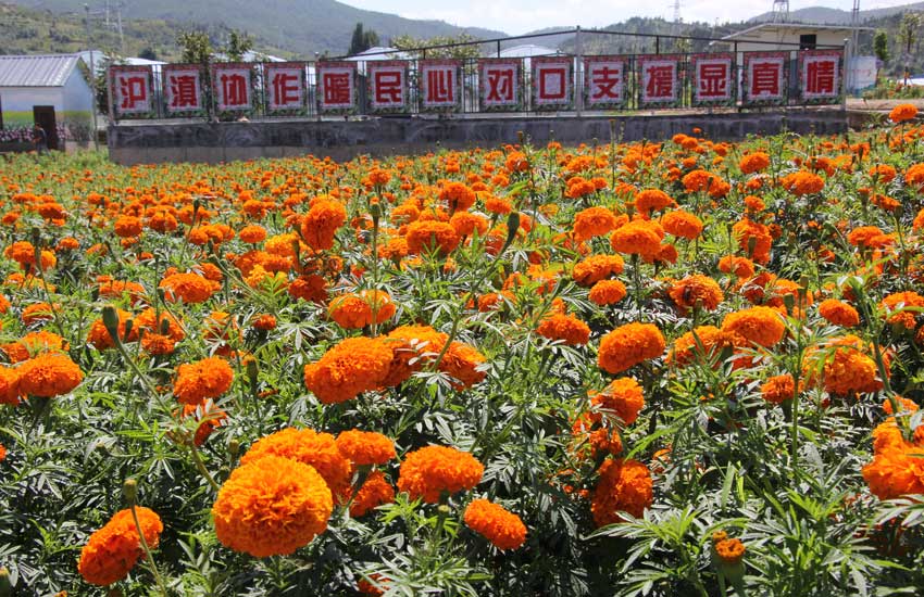 沙龙镇青海营村的花卉基地。李世祖摄