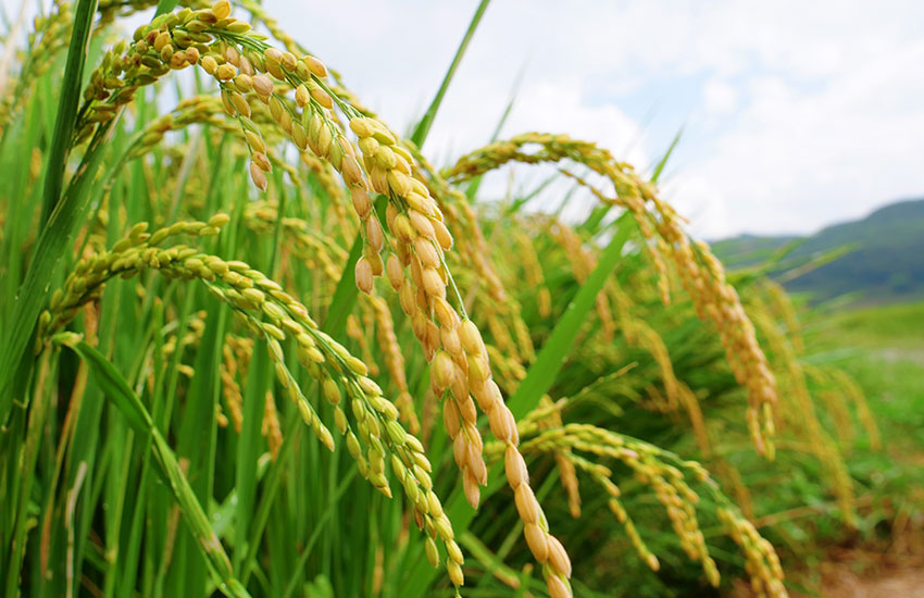墨江县联珠镇会亮村旱稻迎来收割季。