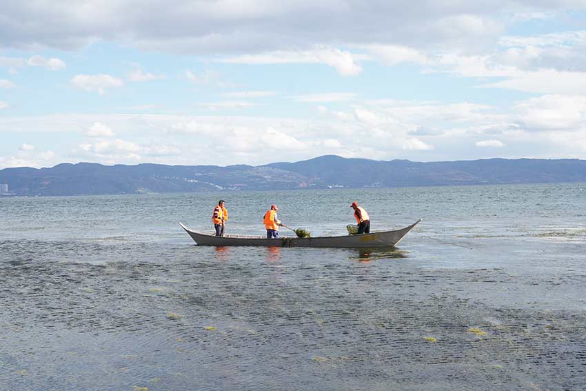 保洁人员正在抚仙湖上打捞水草。龙思曲摄