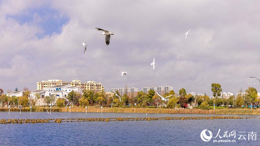 11月18日早9點左右，曲靖市沾益區西河公園飛抵200余隻紅嘴鷗和一部分其他候鳥。成群結隊的紅嘴鷗或在空中飛舞，或在水中嬉戲，還有的一排排整齊地歇在護欄上，勾勒出一幅美妙的畫卷。李春攝