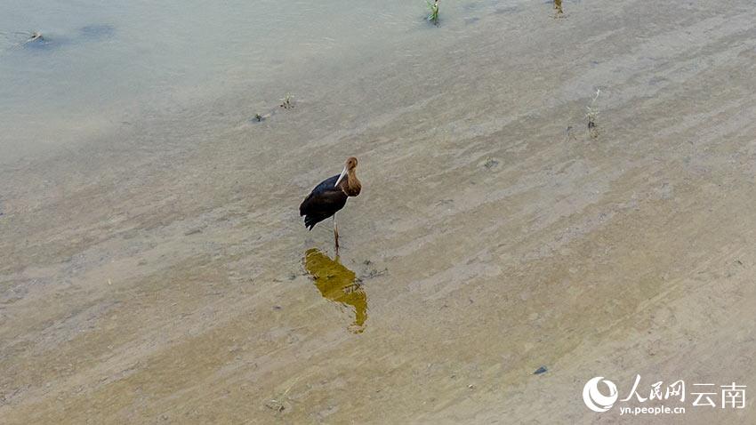 國家一級保護野生動物黑鸛在雲南省盈江縣河流中覓食。尹以祜攝