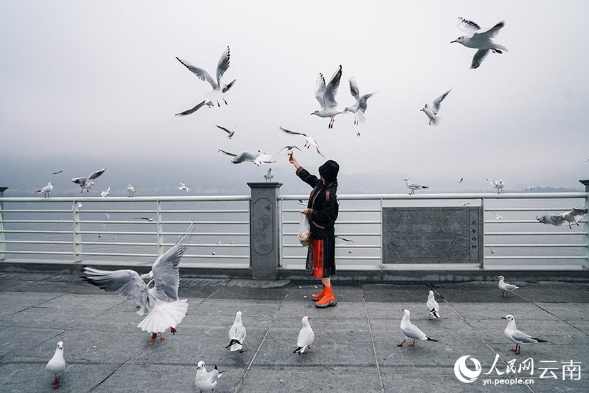 昆明海埂大壩，游客正在喂紅嘴鷗。尹彪攝