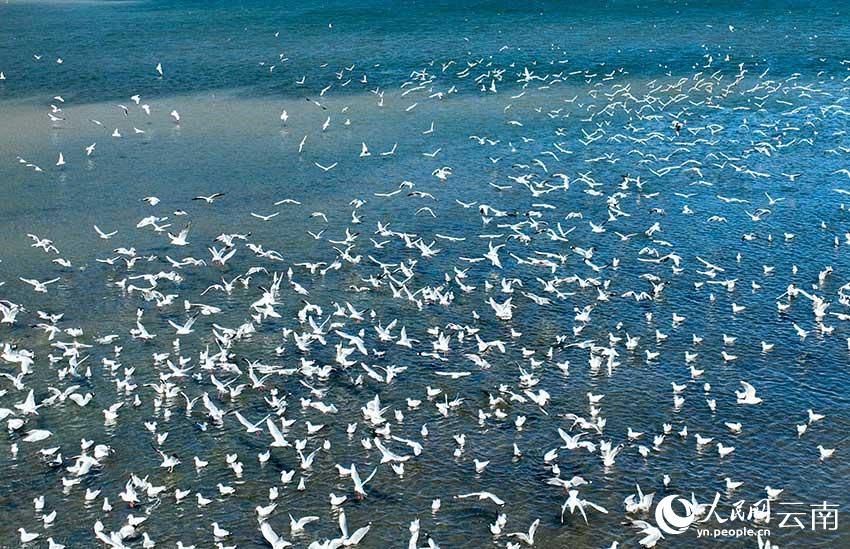 程海湖面的紅嘴鷗。王亞梅攝