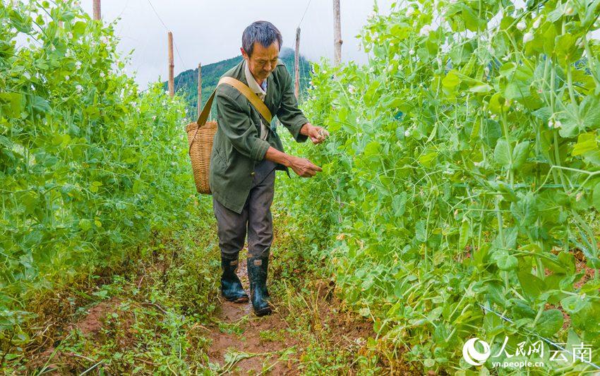 村民正在採摘豌豆。人民網 虎遵會攝
