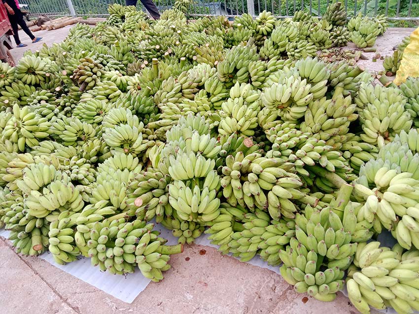 芭蕉获丰收。