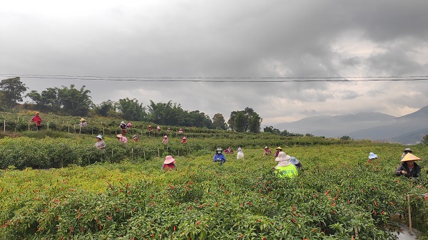村民種植的辣椒豐收了。景東縣融媒體中心供圖