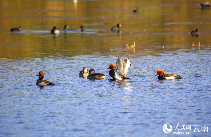 棲息在晉寧南滇池國家濕地公園的越冬水鳥赤嘴潛鴨。李繼明攝