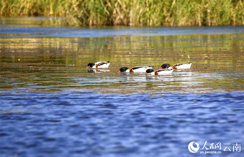 棲息在晉寧南滇池國家濕地公園的越冬水鳥翹鼻麻鴨。李繼明攝