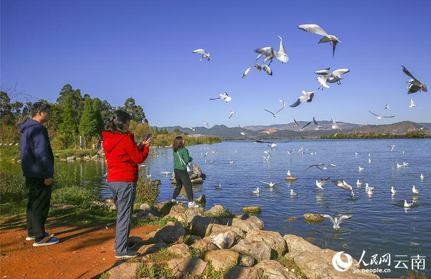 游客在晉寧南滇池國家濕地公園喂紅嘴鷗。李繼明攝