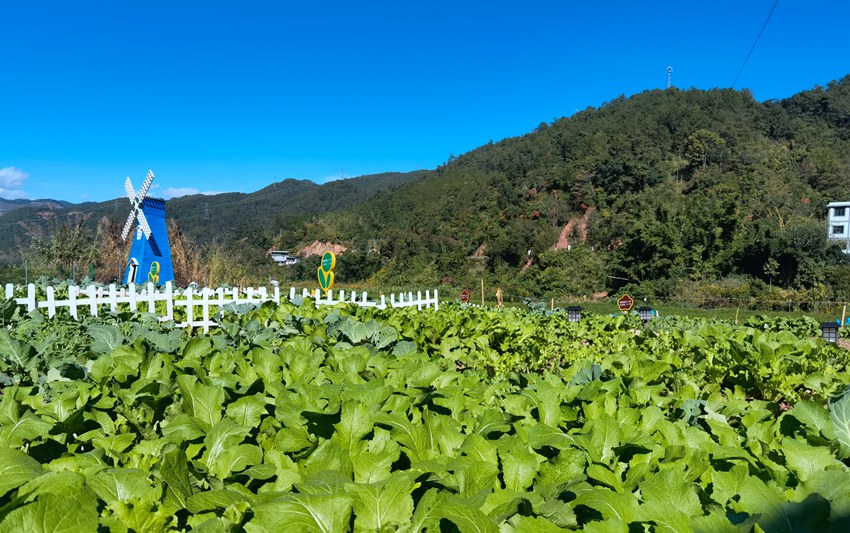 青菜、豌豆……云南宁洱一小学"农场"喜获丰收