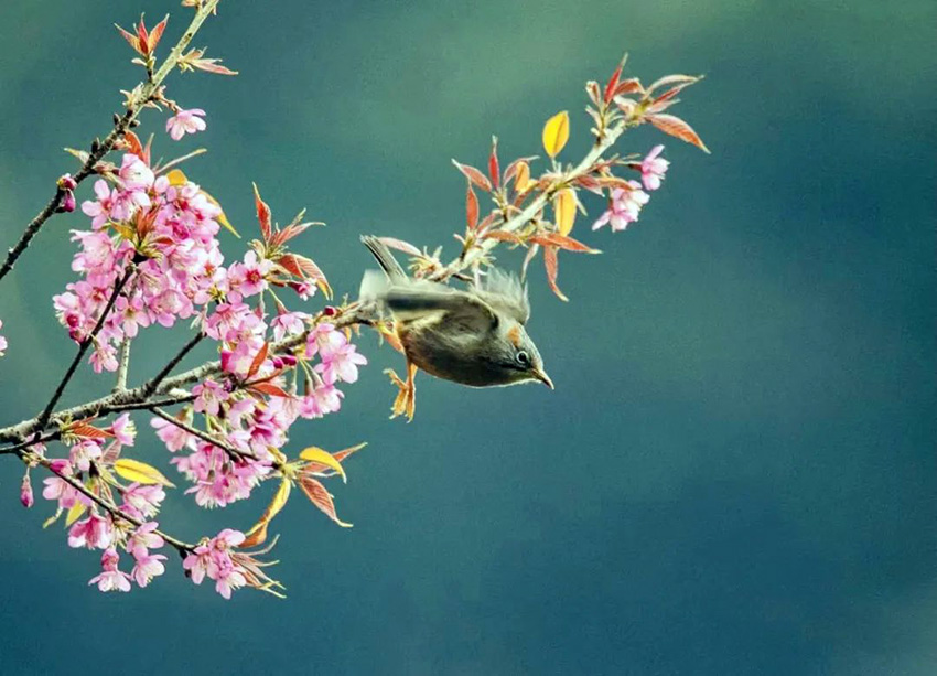 鳥兒“戀上”櫻花。景東縣融媒體中心供圖