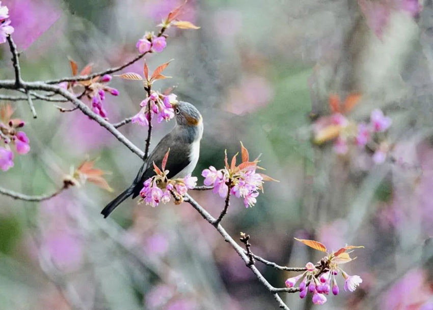 鳥兒“戀上”櫻花。景東縣融媒體中心供圖
