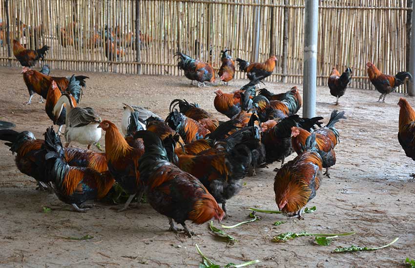 活水乡塔峰合作社养殖的“溜达鸡” 。