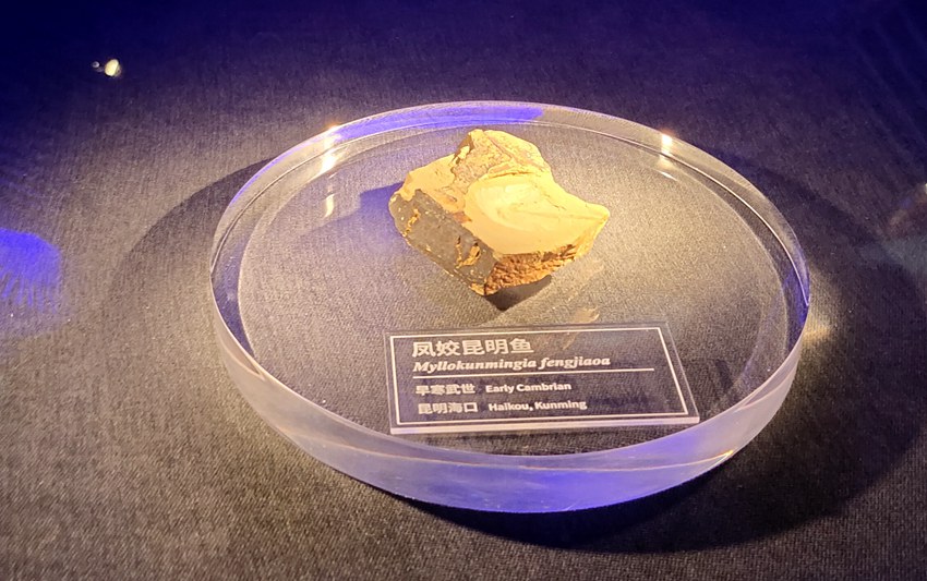 澄江化石地世界自然遺產博物館展示品。馬智攝