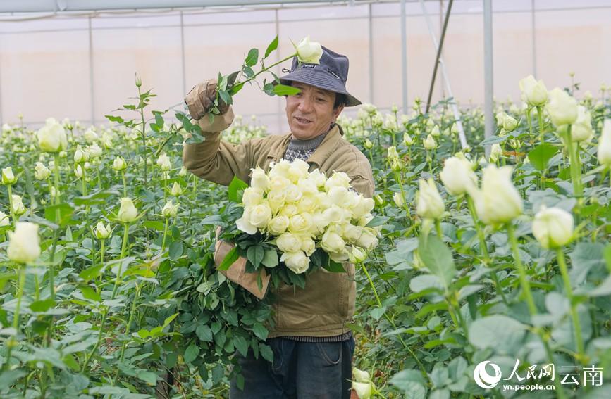 1月24日，一位花農正在採收鮮花。人民網 虎遵會攝