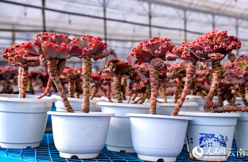 多肉价格排行_几种看着就很贵的多肉品种(2)