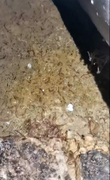 ���ѷ�ӳС������ˮ�г��ֺ��߳档��Ƶ��ͼ
