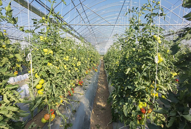 思茅區現代農業示范園內番茄長勢喜人。
