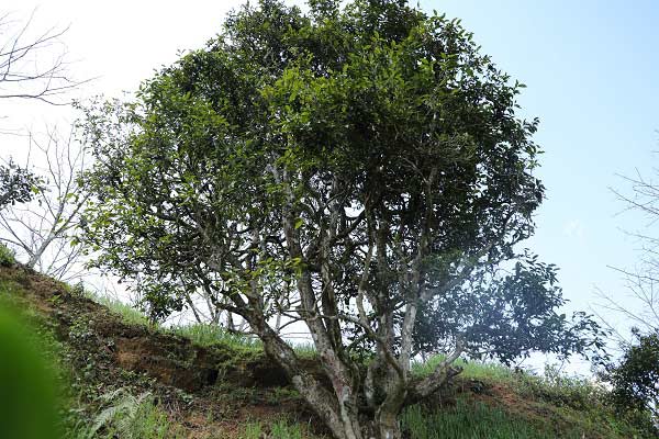 哀牢山裡的古茶樹。景東縣融媒體中心供圖