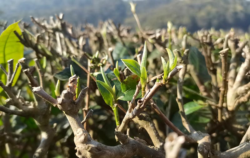 春早茶先知。