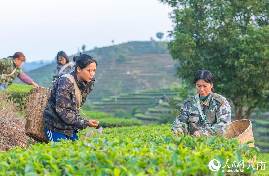 茶农正在江城县勐烈镇牛倮河村万亩茶园采摘春茶。人民网  虎遵会摄