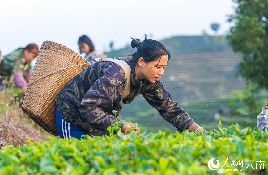 茶农正在江城县勐烈镇牛倮河村万亩茶园采摘春茶。人民网 虎遵会摄