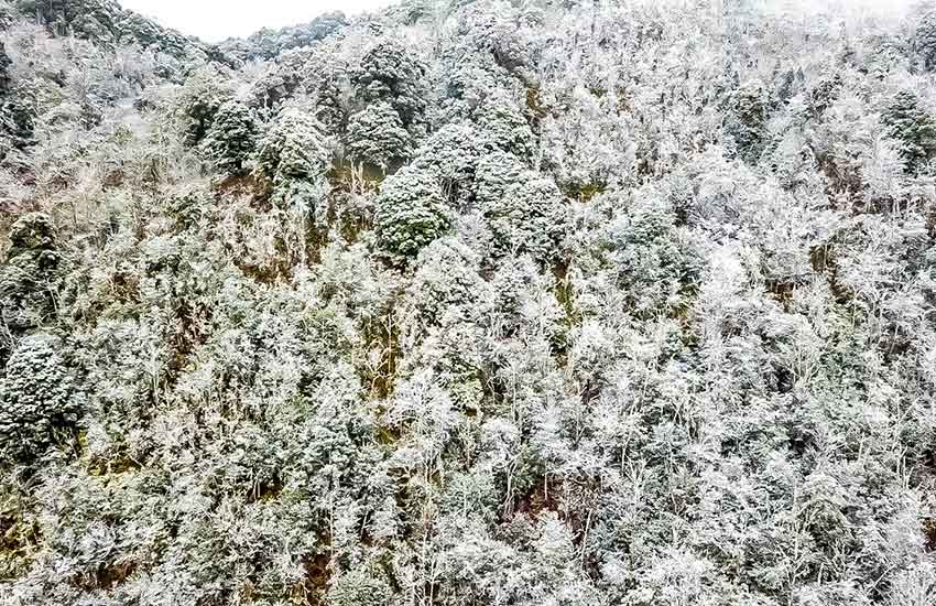 大圍山現冰凌冰挂美景。屏邊縣融媒體中心供圖