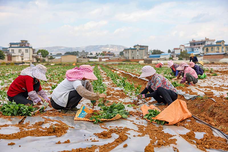 開遠市羊街鄉新燕子村的農婦正在田裡移種辣椒苗。陶家淇 攝