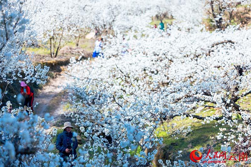 米户村的1000多亩樱桃花盛开。人民网 虎遵会摄