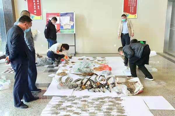 曲靖市公安局环食药支队破获贩卖珍稀野生动物案件。