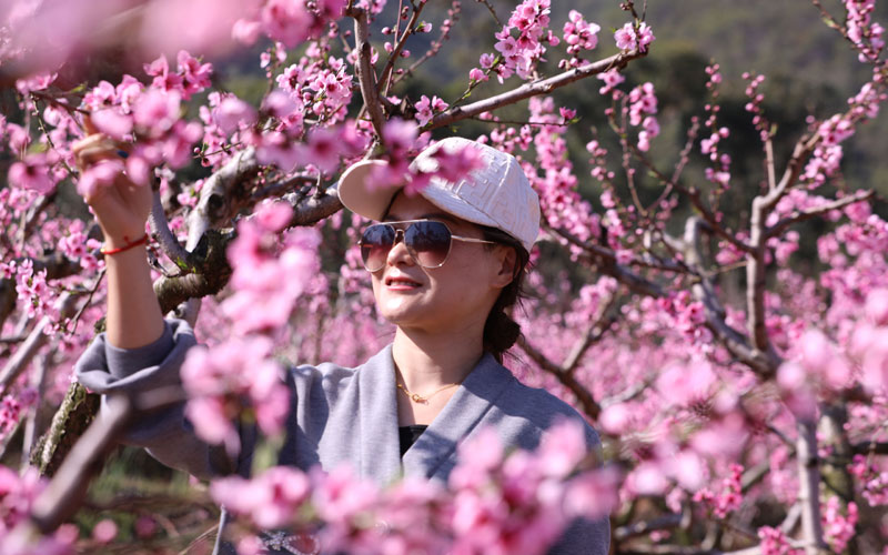 游客在霧本村賞花。李武華攝