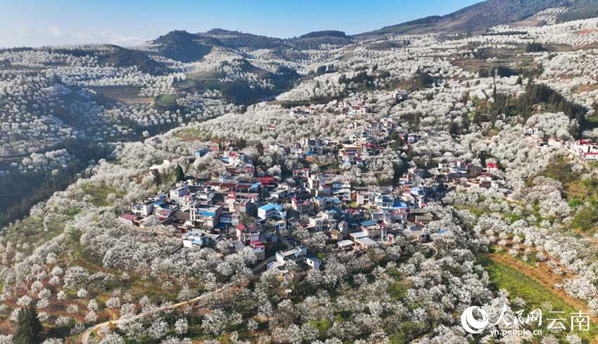 ���ϸ��ɼӼ�կ��Ķ�滨�����������졣���޻���