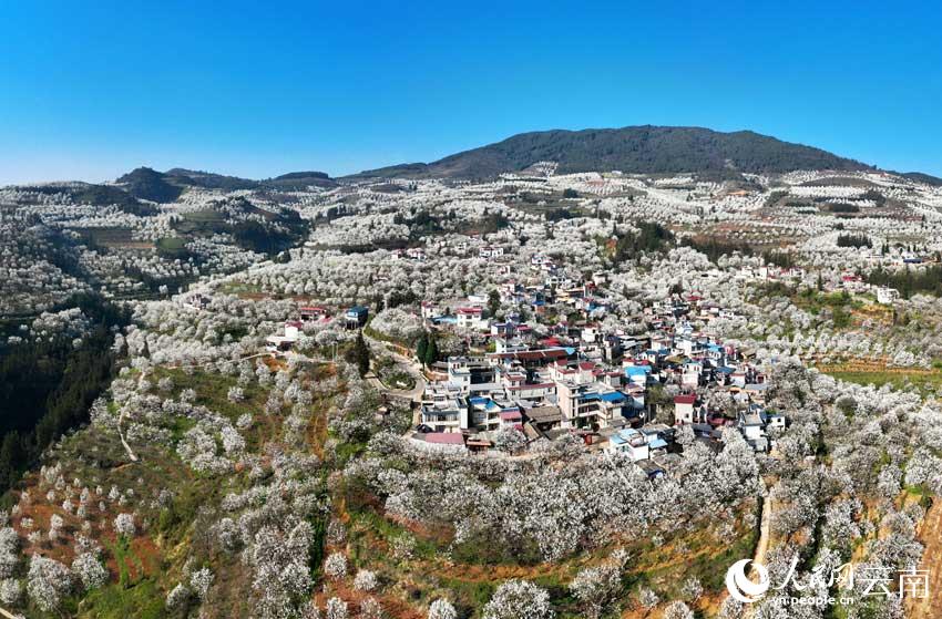 ���ϸ��ɼӼ�կ��Ķ�滨�����������졣���޻���