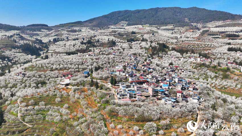 ���ϸ��ɼӼ�կ��Ķ�滨�����������졣���޻���