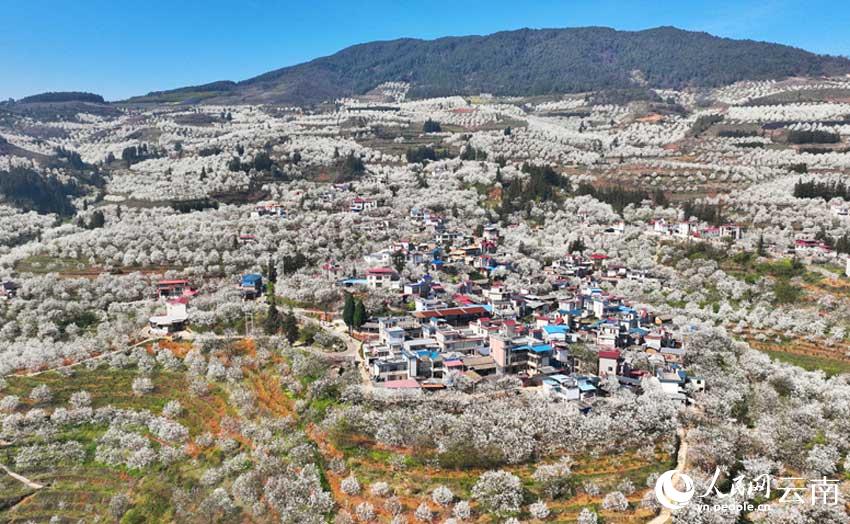 ���ϸ��ɼӼ�կ��Ķ�滨�����������졣���޻���
