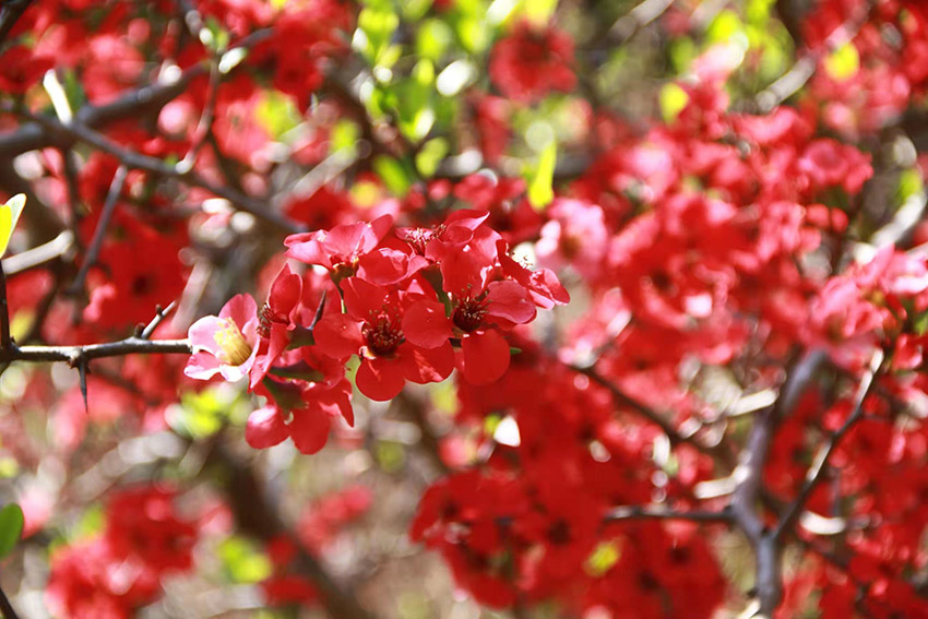 木瓜花開。景東縣融媒體中心供圖