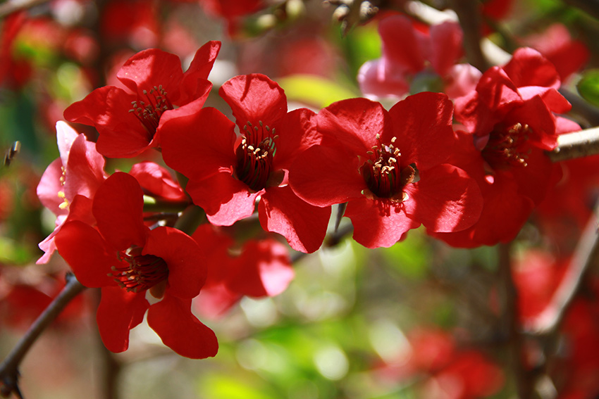 木瓜花開。景東縣融媒體中心供圖