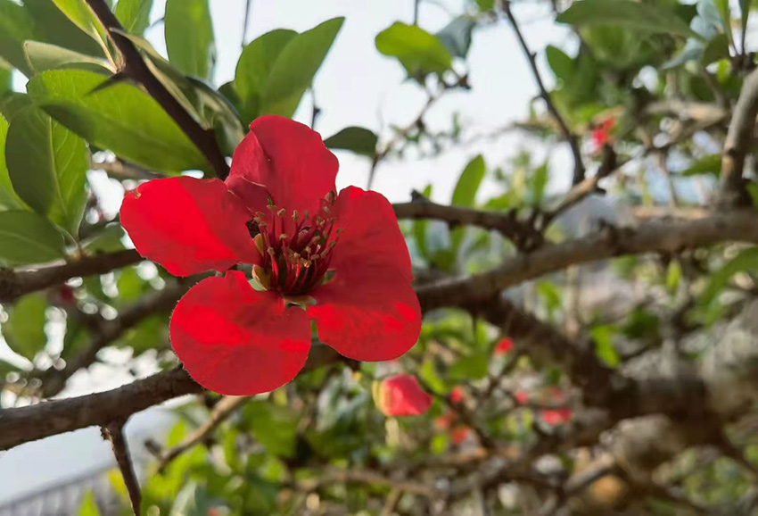 木瓜花開。景東縣融媒體中心供圖