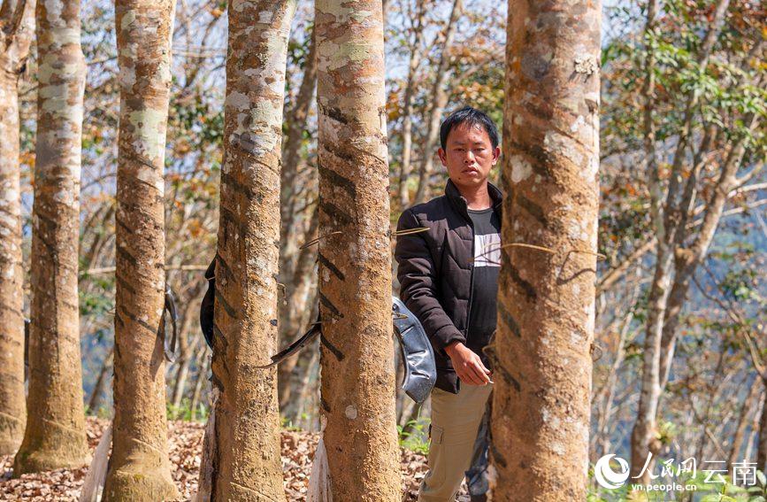 村民鄧保雲正在巡查自家的橡膠林。人民網 虎遵會攝