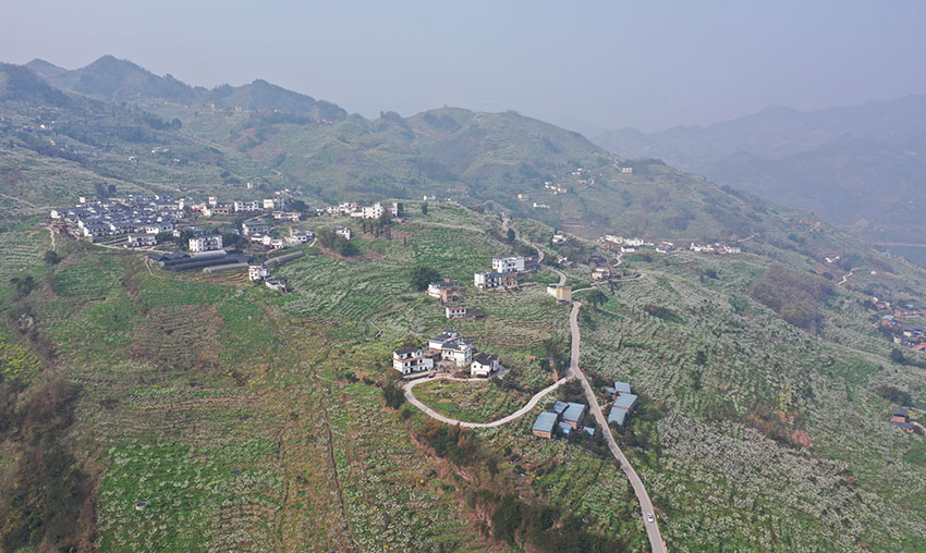 李花丛中的村庄。