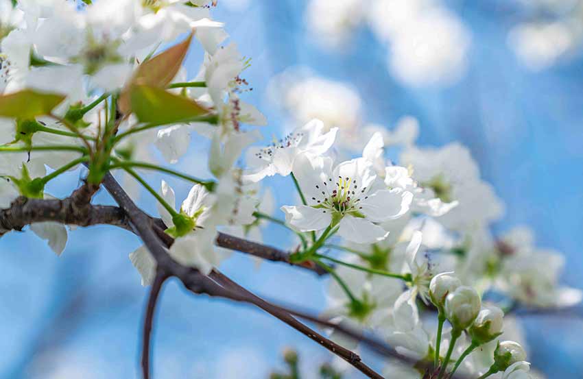 3月初到3月中旬是晉寧賞梨花的最好時節。
