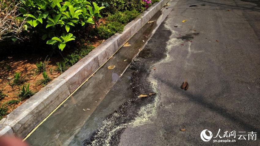 施甸“花粉雨”現場。王建超攝