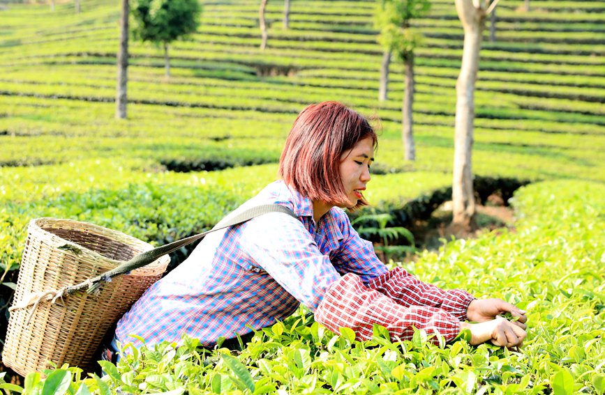 村民正在採摘春茶。朱福波攝