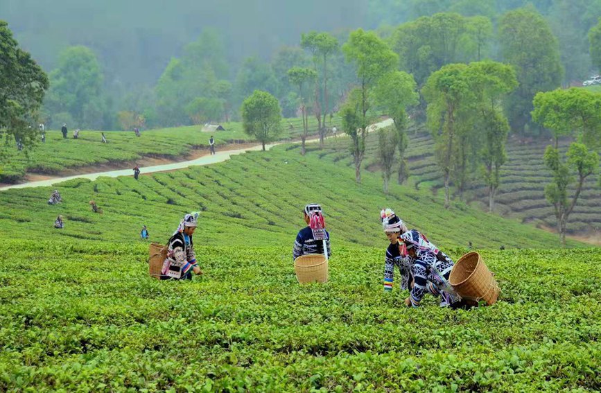 村民正在採摘春茶。岩三卡攝