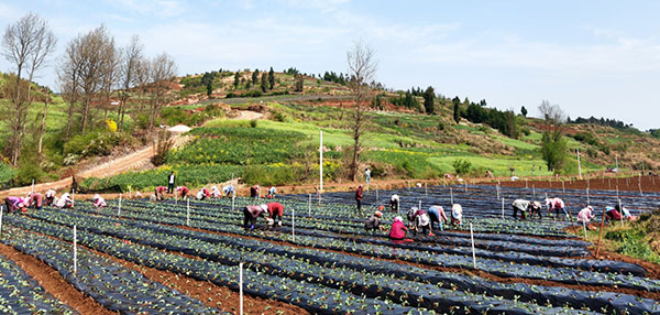 蔬菜种植基地。工人正忙着下苗。