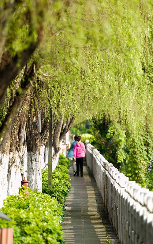 瀘江兩岸的垂柳。李海清攝