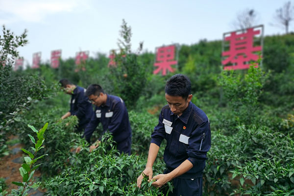 曲靖供電局駐村工作隊查看林下種植的辣椒長勢。尚澤供圖