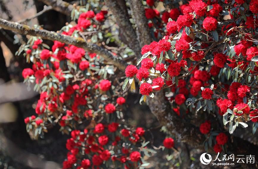 ������ɽ�ž黨�������졣������