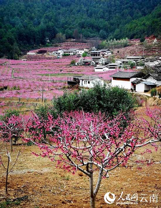 吉北科的200亩桃花竞相绽放。唐新华摄